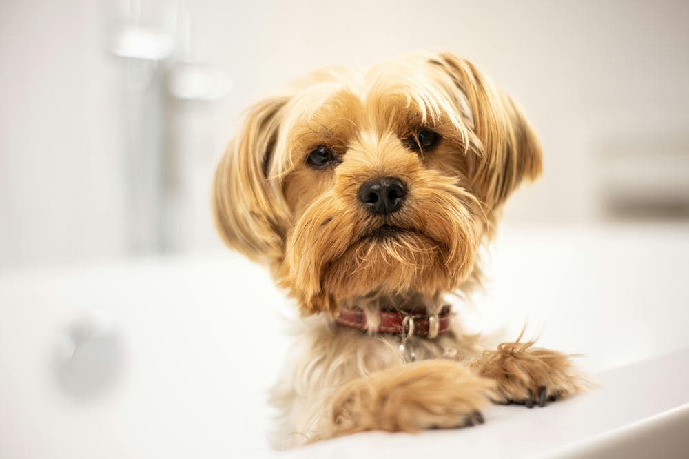 My Pet Dog