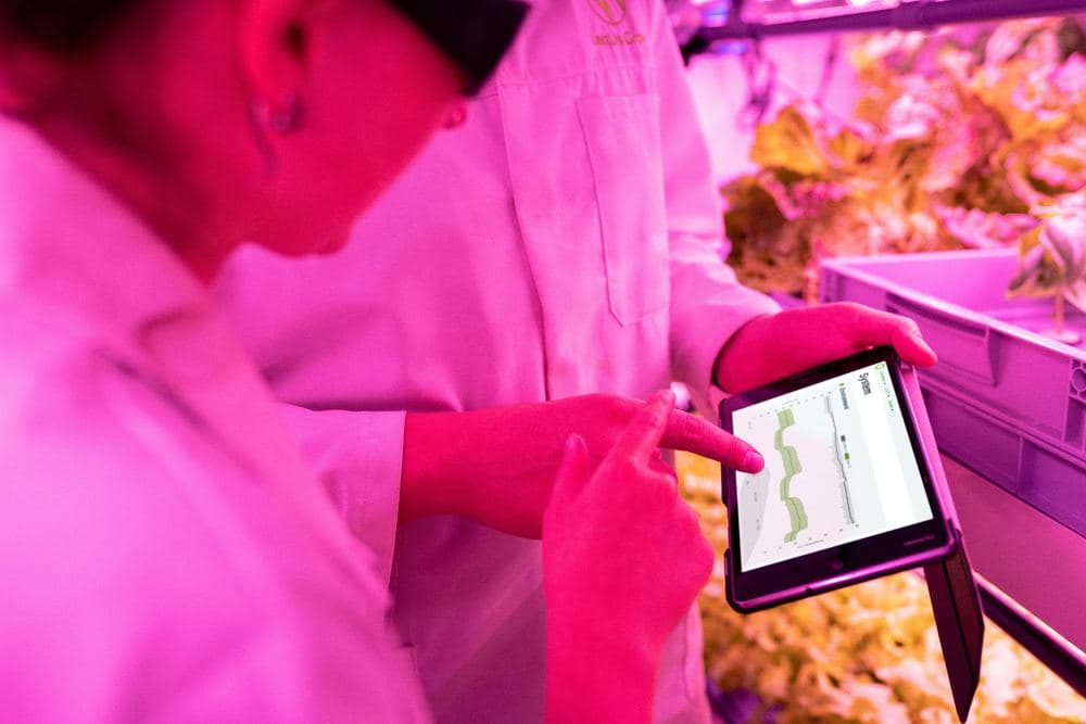 The Rise of Vertical Farming