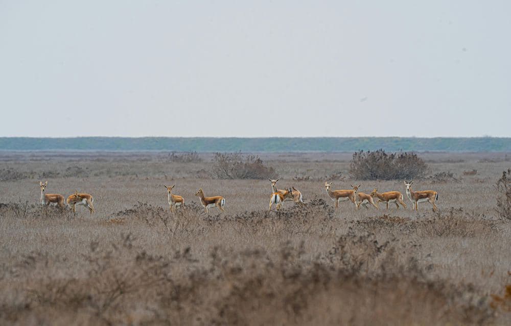 Reading image for Wildlife Corridors: Reconnecting Fragmented Habitats