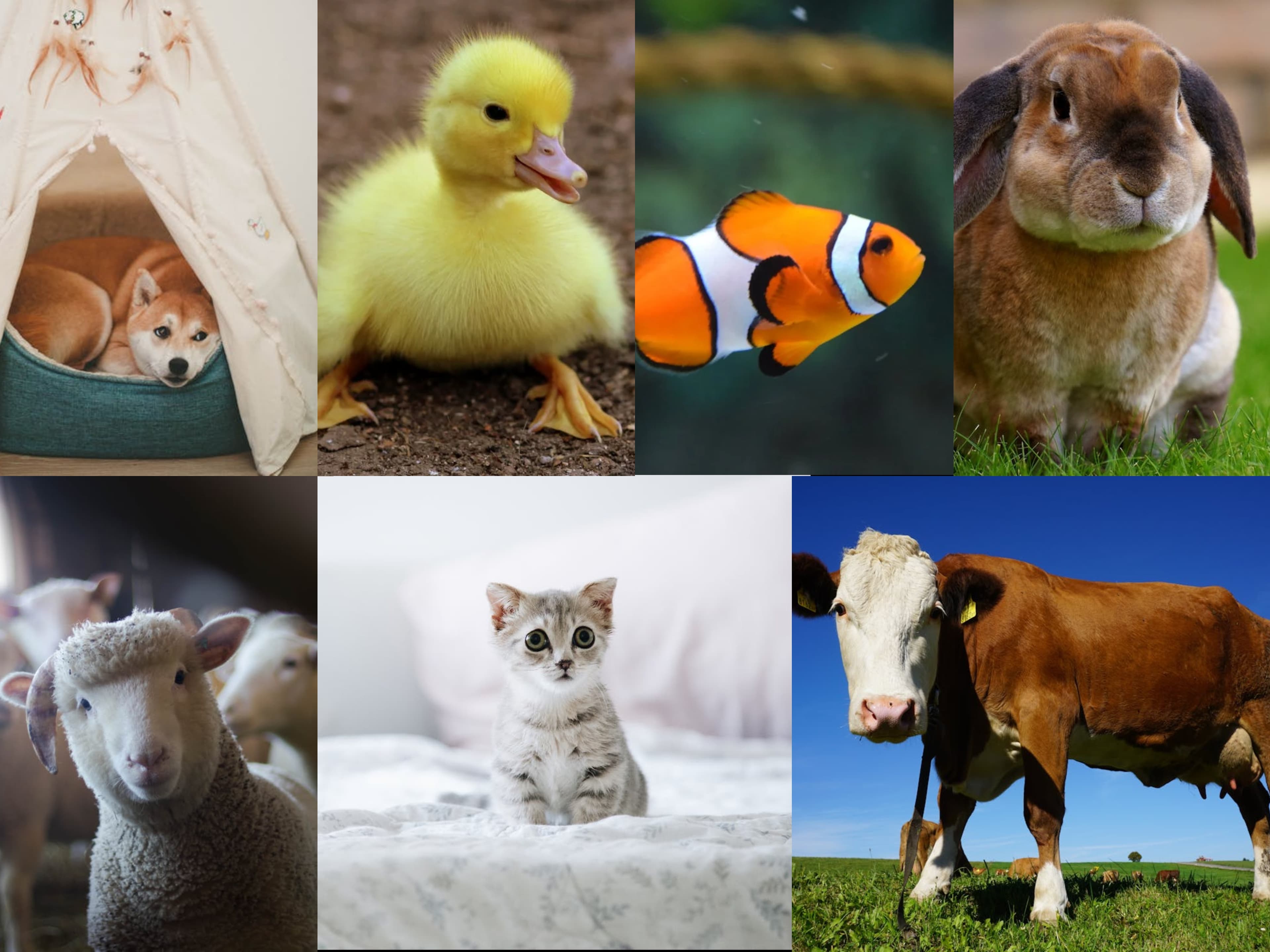 Common Animals