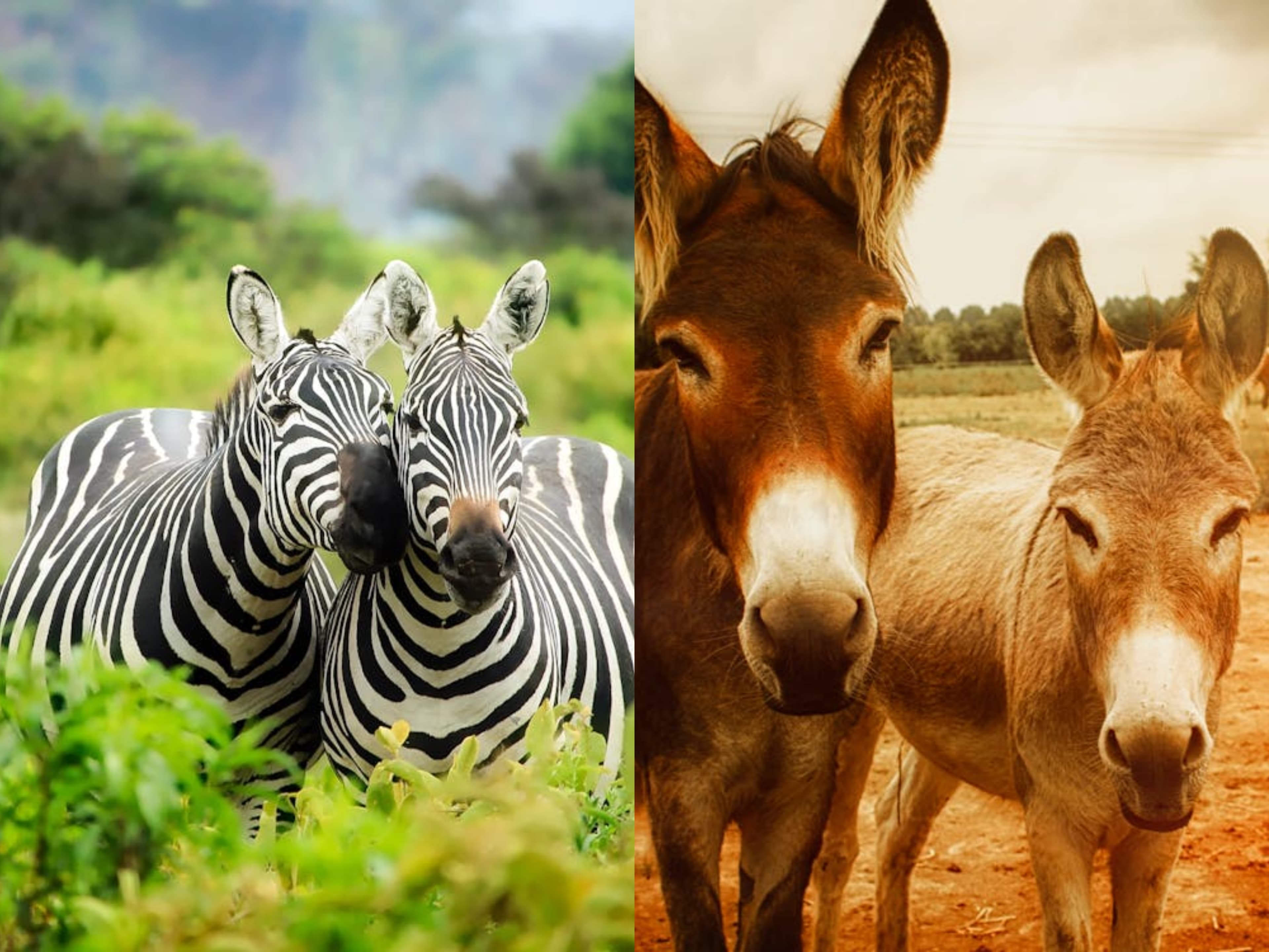 Wildlife and Domestic Animals